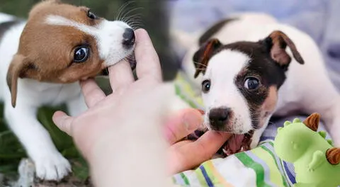 Las mordidas de los perros serían un lenguaje secreto que poco a poco podrás entender.