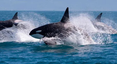 Orcas estarían innovando sus métodos de caza debido a cambios en el ecosistema marino.