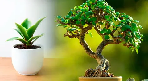 Dicen que mientras más mimes a tu árbol de jade, más suerte y dinero te traerá.