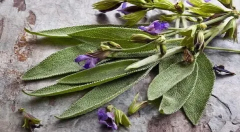 Conoce los beneficios de la salvia en el organismo.