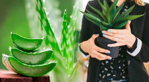 Los beneficios de tener una planta de aloe vera en casa