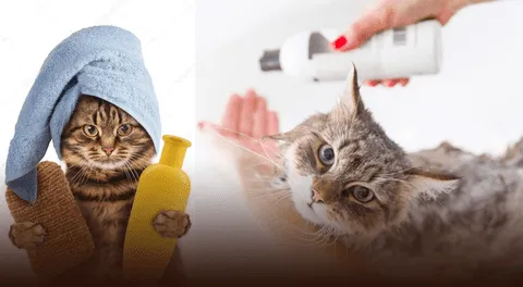 Recuerda usar productos dermatológicos en la piel de tu gato.