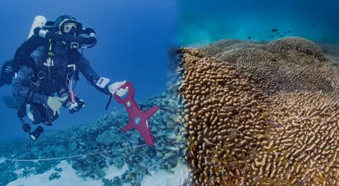 Hallan enorme y extenso coral en la Isla Salomón.