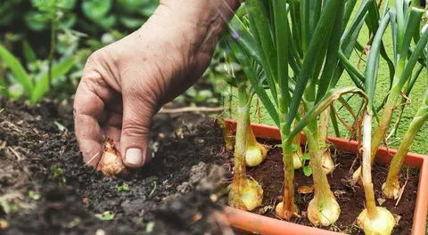 Con esta guía, podrás disfrutar de cebollas frescas y sabrosas todo el año.