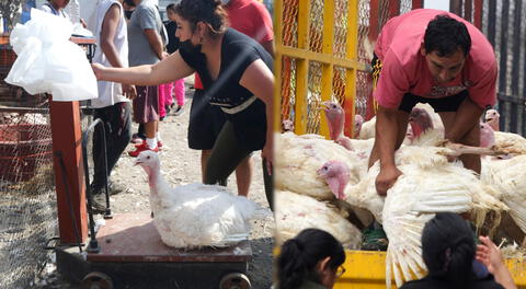 Venta de pavos se dispara en Trujillo a poco de la Navidad.