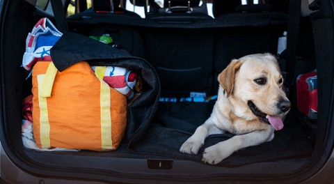 Con estos tips tu mascota viajará de manera sana y segura.