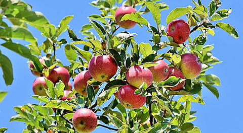 La manzana es una gran aliada para tu salud, especialmente para las personas con diabetes