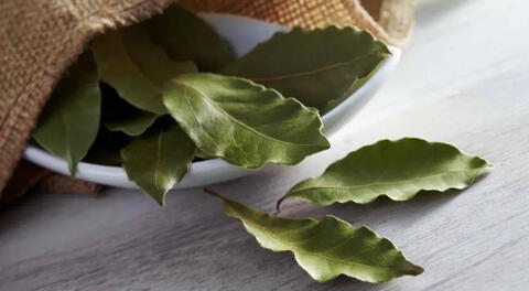Un antiguo ritual asegura que colocar una hoja de laurel bajo la almohada puede traer cambios sorprendentes en tu vida.