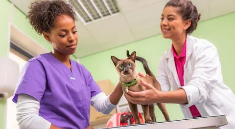 Se resalta que más de 10,000 Médicos Veterinarios Zootecnistas en Perú contribuyen al desarrollo sanitario del país.