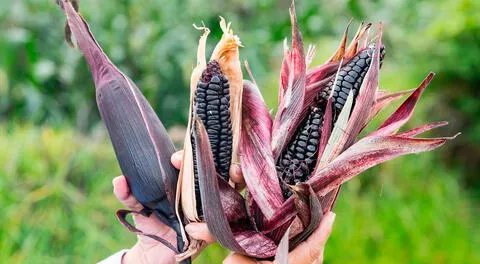 Maíz morado reduce la presión arterial y previene el cáncer