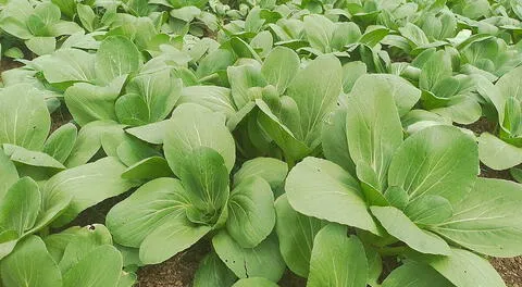 Conoce los múltiples beneficios de la col china: rica en vitaminas, fortalece la vista, el sistema inmune y más.