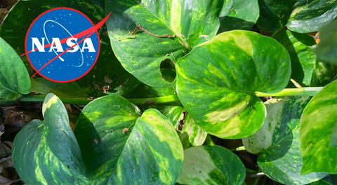 Esta planta te podría salvar la vida: elimina hasta el 73% de sustancias cancerígenas del aire, según la NASA.