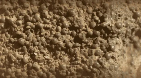 ¿Criaturas alienígenas? Huevos de araña encontrados en Marte desconciertan a la NASA.