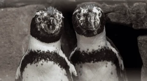 La historia de dos pingüinos machos que lograron ser padres.