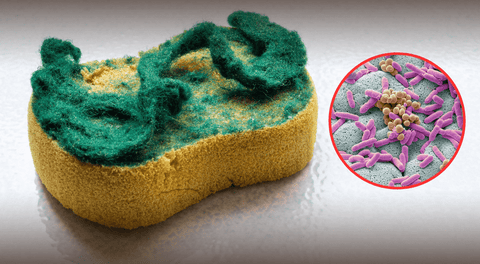 Especialista advierte que las esponjas de cocina albergan bacterias peligrosas, al igual que las heces.