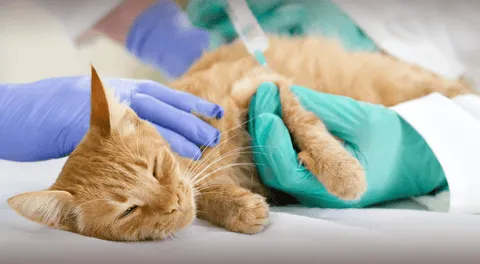 Científicos detectan bacteria multirresistente en mascotas domésticas.