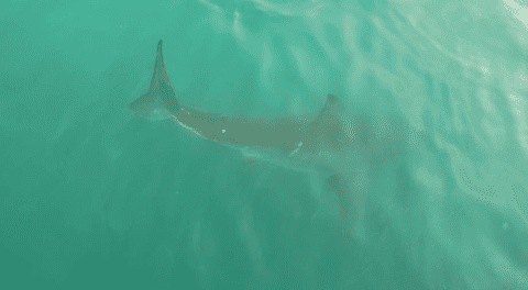 Tiburones arruinan el feriado en playas de Nueva York.