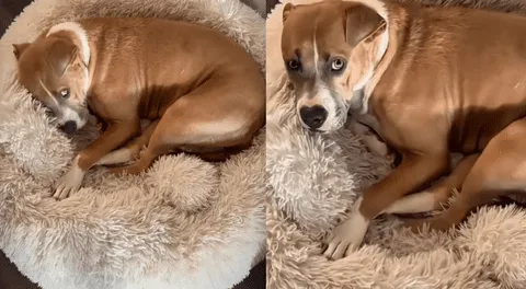 La esperanza se apagó perrita regresa sola tras ser rechazada por todas las familias.