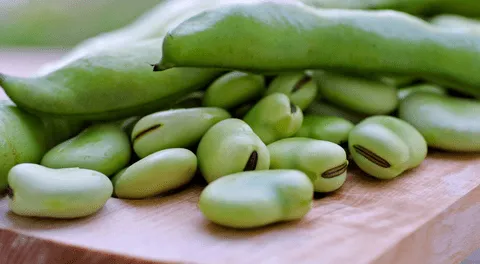 ¿Cuáles son las propiedades curativas de las habas? Científicos revelan sus beneficios