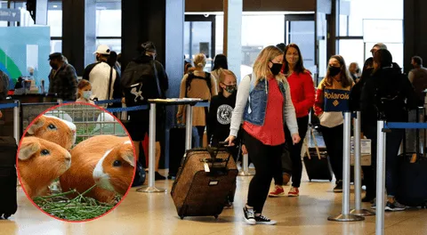 Multas de hasta $1000 por alimentos prohibidos en aeropuertos de EE.UU.