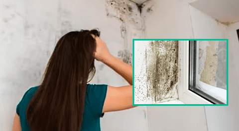 Trucos para evitar el moho en la pared de forma rápida y sencilla usando productos que ya tienes en casa