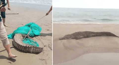 Reportan presencia de cocodrilo de casi dos metros en playas de la Costa peruana