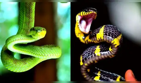 ¿Qué significa soñar que una serpiente me muerde la mano?