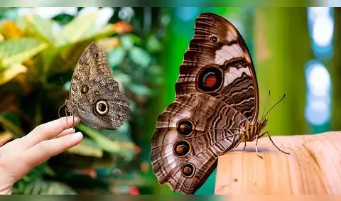 ¿Te ha visitado una mariposa café? Descubre su significado espiritual y cómo puede influir en tu vida