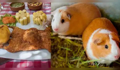 El cuy peruano: el superalimento ancestral que conquista la gastronomía moderna y mejora la salud