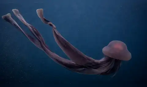 Un gigante silencioso del océano profundo emerge ocasionalmente: brazos de más de 10 metros desconciertan a la ciencia