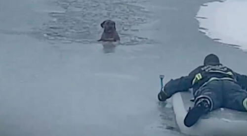 Bombero expone su vida para rescatar a un perro atrapado en un lago helado