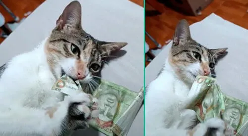 Gato se venga de su dueño y se come su billete de S/10: “Te voy a comprar tu Wishkas”