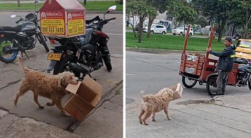 Perrito es viral en TikTok al ayudar a su dueño a juntar cajitas de cartón: "Firulais en todas"