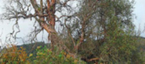 elpopular.pe elpopular.pe