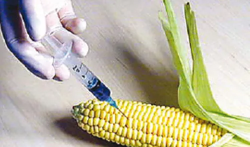 Alimentos transgénicos. elpopular.pe