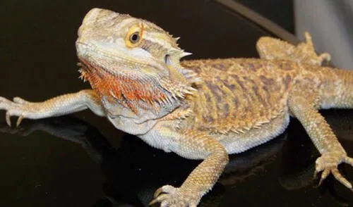 Los animalitos exóticos pueden ser grandes habitantes de la casa. elpopular.pe