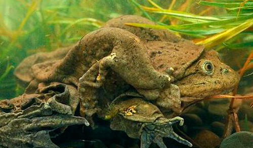 Rana del Titicaca. elpopular.pe