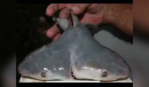 Hallazgo de un feto de tiburón de dos cabezas fascina a los científicos. elpopular.pe