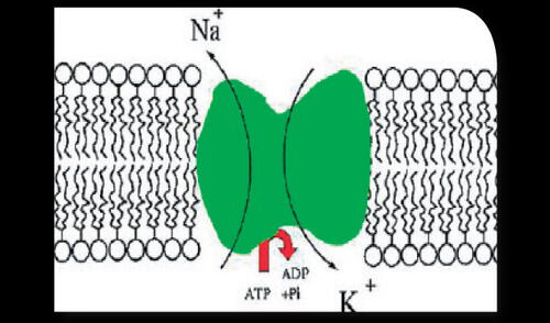 elpopular.pe elpopular.pe