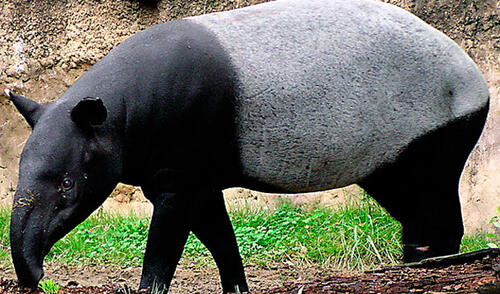 elpopular.pe elpopular.pe