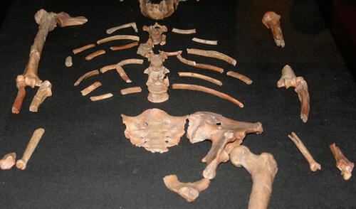 El hallazgo de Lucy. elpopular.pe