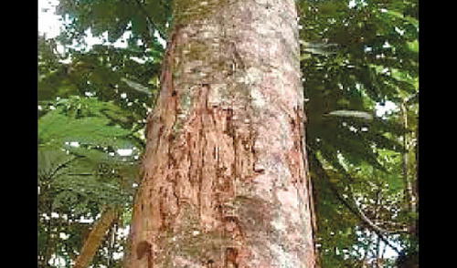 El poderoso chuchuhuasi. elpopular.pe