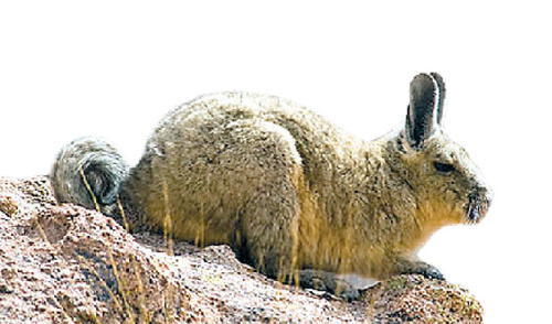 La vizcacha de la sierra. elpopular.pe