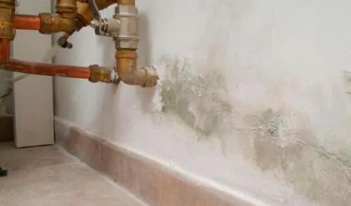 Combate la humedad y el moho en tu hogar. elpopular.pe