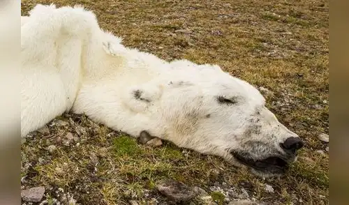 Oso polar fue hallado muerto de hambre en el Polo Norte. elpopular.pe
