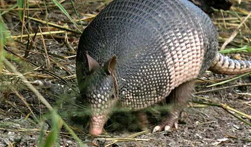 Armadillo gigante. elpopular.pe