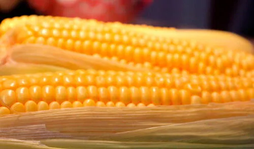 Conozca la importancia nutricional del choclo. elpopular.pe