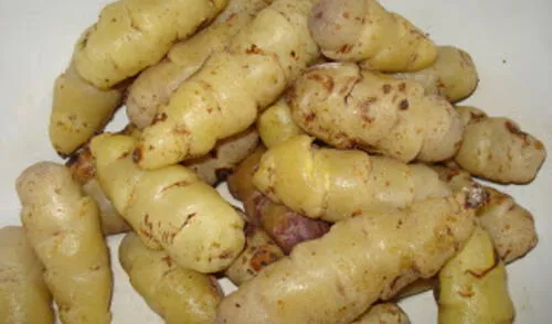 La oca es un tubérculo andino rico en calcio, hierro y fósforo. elpopular.pe