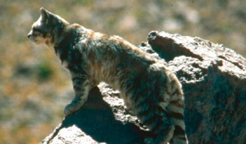 El gato andino. elpopular.pe