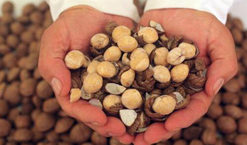 Consume hasta 8 pepitas diarias y prevén infartos, colitis y artritis reumatoide. elpopular.pe